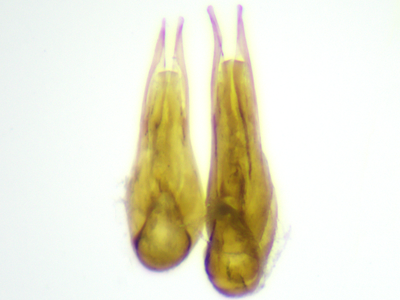 Tachyporus tersus